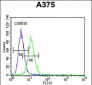 CS Antibody (N-term)